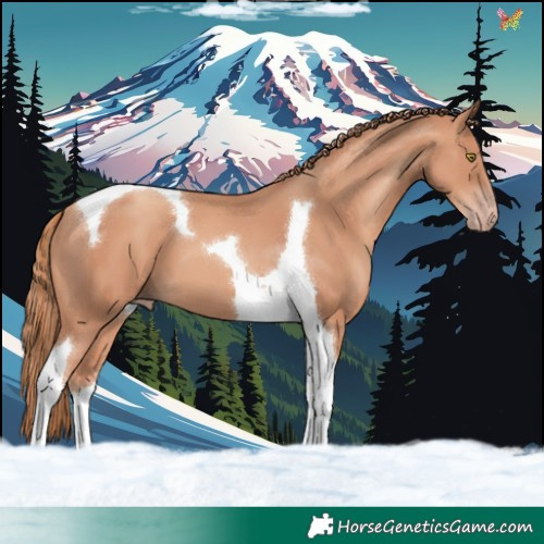 Horse Color:Gold Champagne Tobiano 
