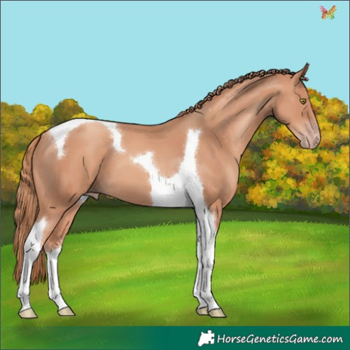 Horse Color:Gold Champagne Tobiano 