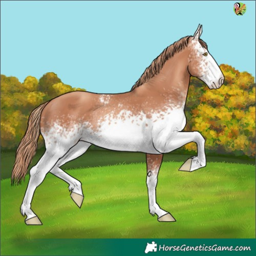 Horse Color:White Spotted Gold Champagne 