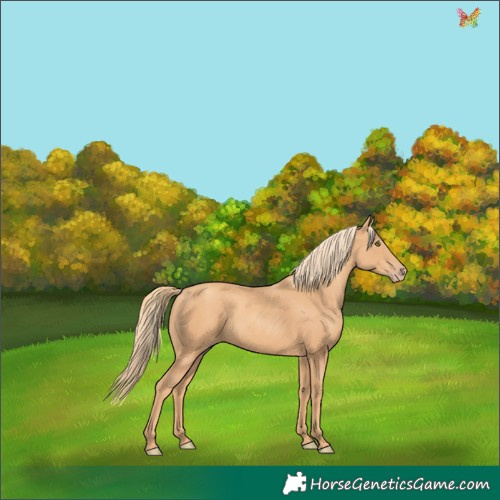 Horse Color:Gold Champagne
