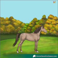 Horse Color:Classic Champagne 