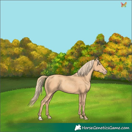 Horse Color:Gold Champagne 