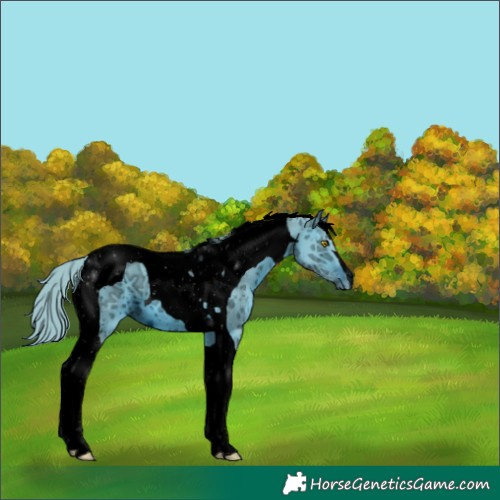 Horse Color:ERROR: UNKNOWN ANOMALY