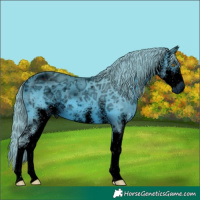 Horse Color:ERROR: UNKNOWN ANOMALY