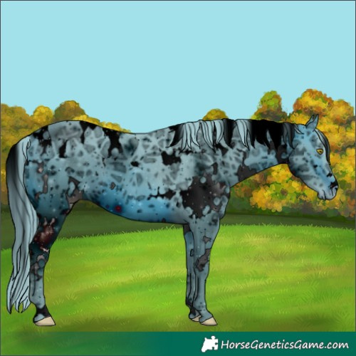 Horse Color:ERROR: UNKNOWN ANOMALY