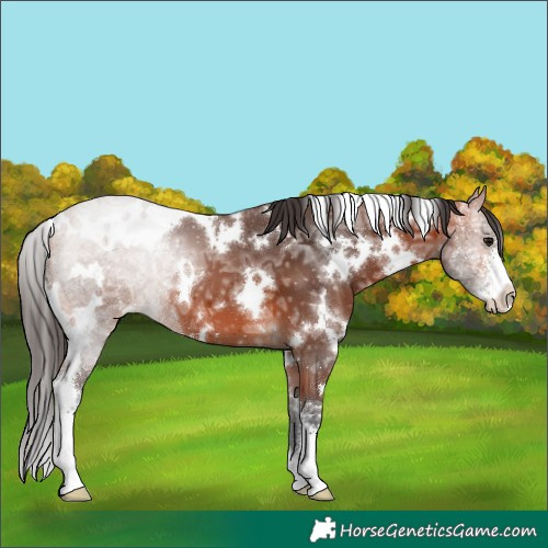 Horse Color:White Spotted Bay Ice Sabino 