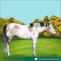 Horse Color:Gray White Spotted Bay Ice Dun Tobiano