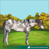 Horse Color:White Spotted Brown Ice Rabicano