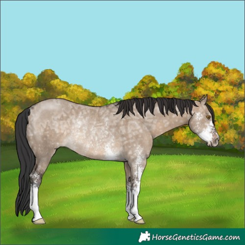 Horse Color:Brown Ice Dun Sabino Rabicano 