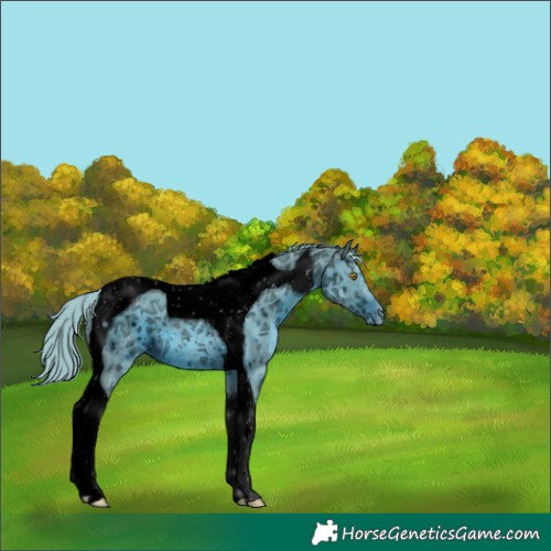 Horse Color:ERROR: UNKNOWN ANOMALY