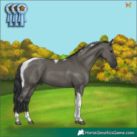 Horse Color:Grullo Tobiano 