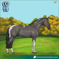 Horse Color:Grullo Tobiano