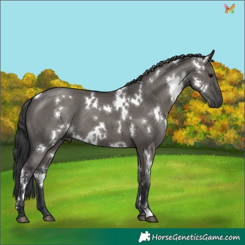 Horse Color:White Spotted Grullo 