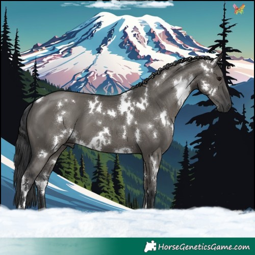 Horse Color:White Spotted Grullo 