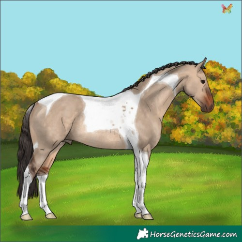 Horse Color:Bay Dun Tobiano Rabicano 