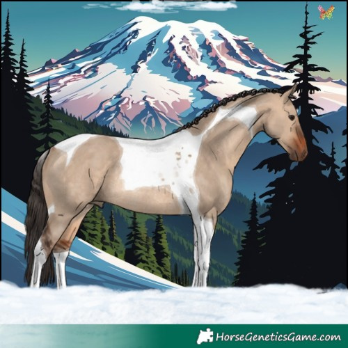 Horse Color:Bay Dun Tobiano Rabicano 