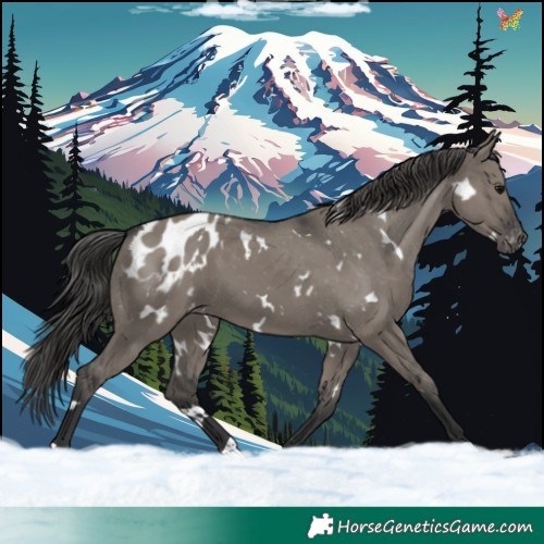 Horse Color:White Spotted Grullo Blanket 