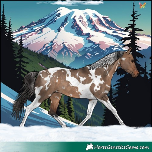 Horse Color:White Spotted Brown Dun Tobiano Rabicano 