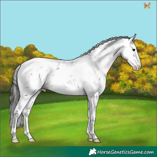 Horse Color:Brown Sabino 
