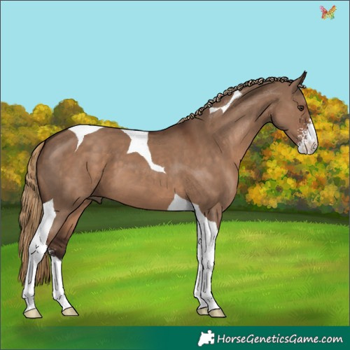 Horse Color:Liver Red Dun Sabino Tobiano 