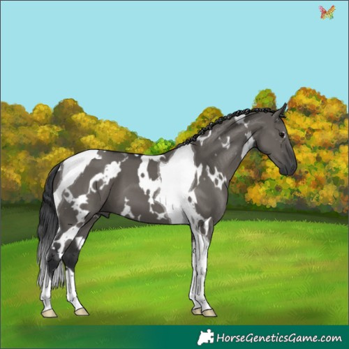 Horse Color:White Spotted Grullo Tobiano 