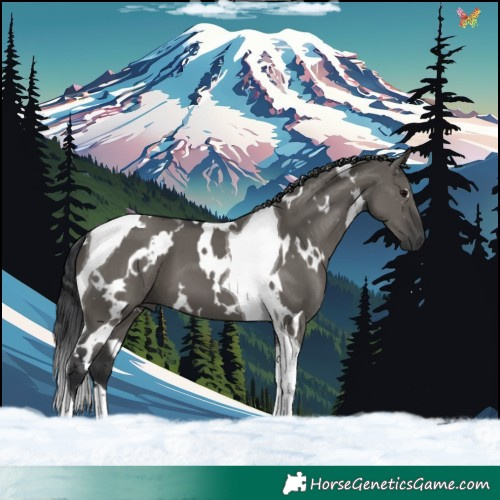 Horse Color:White Spotted Grullo Tobiano 