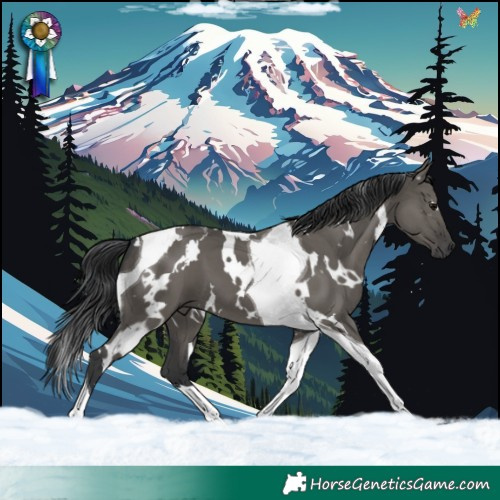 Horse Color:White Spotted Grullo Tobiano 