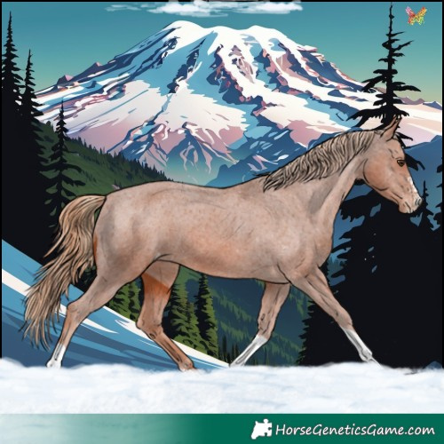 Horse Color:Chestnut Sabino Tobiano Appaloosa 