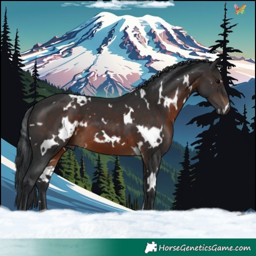 Horse Color:White Spotted Brown 