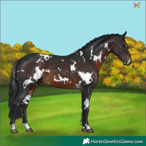 Horse Color:White Spotted Brown 