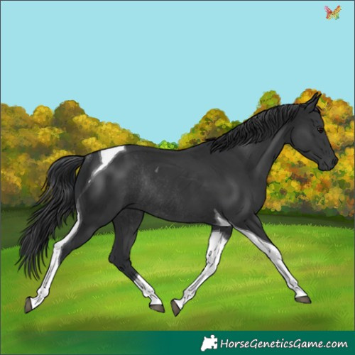 Horse Color:Black Tobiano Rabicano 