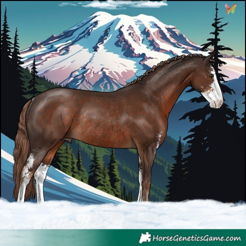 Horse Color:Liver Chestnut Sabino Rabicano 