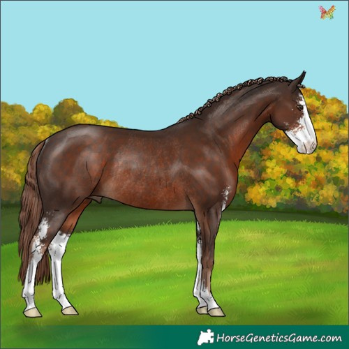 Horse Color:Liver Chestnut Sabino Rabicano 