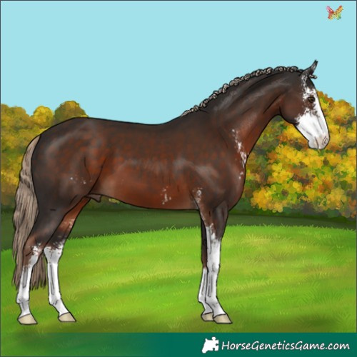 Horse Color:Liver Chestnut Sabino 