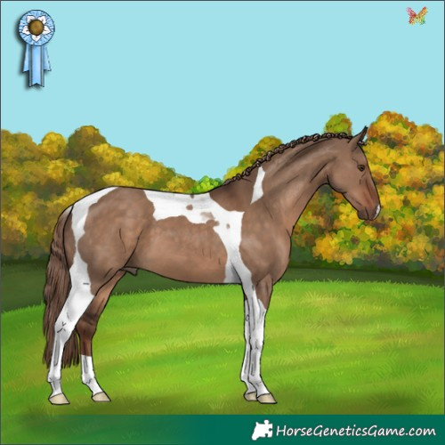 Horse Color:Liver Red Dun Tobiano 
