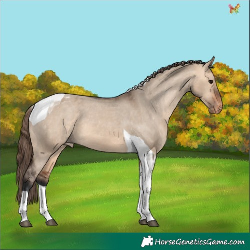 Horse Color:Bay Dun Tobiano Appaloosa 