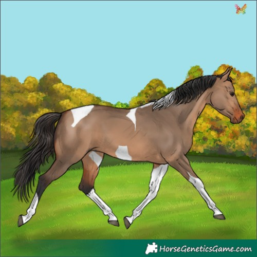 Horse Color:Bay Dun Tobiano 
