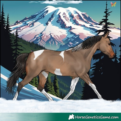 Horse Color:Bay Dun Tobiano 