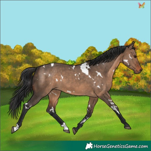 Horse Color:White Spotted Brown Dun 