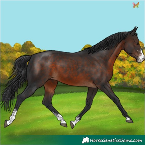 Horse Color:Brown Sabino 