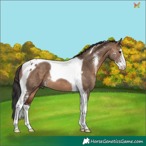 Horse Color:Brown Dun Sabino Tobiano 