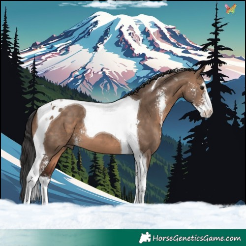 Horse Color:Brown Dun Sabino Tobiano 