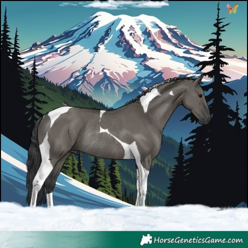 Horse Color:Grullo Tobiano Rabicano 