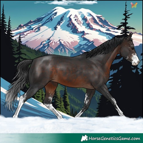Horse Color:Brown Sabino 