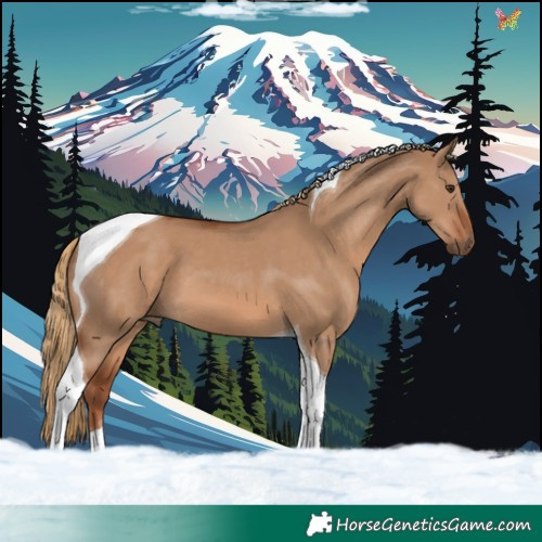Horse Color:Red Dun Tobiano 
