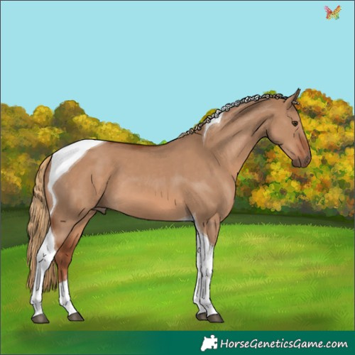 Horse Color:Red Dun Tobiano 