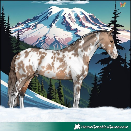 Horse Color:White Spotted Bay Dun Sabino Appaloosa 