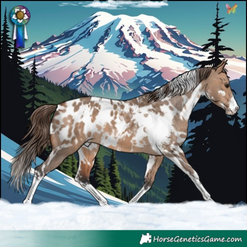 Horse Color:White Spotted Bay Dun Sabino Appaloosa 