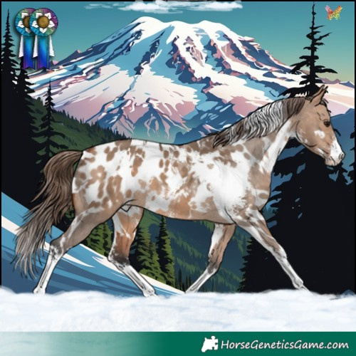 Horse Color:White Spotted Bay Dun Sabino Blanket 