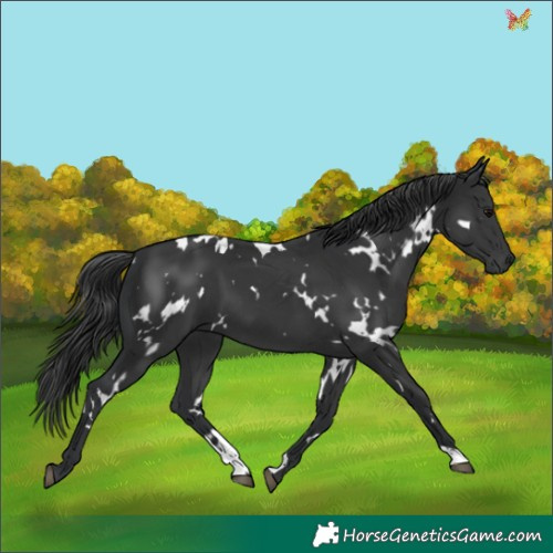 Horse Color:White Spotted Black 